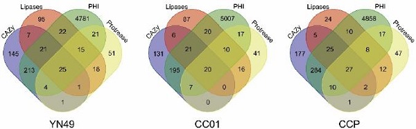 图1. 多主棒孢不同类群外泌蛋白基因及次代产物合成基因簇比较分析-1 - 副本.jpg